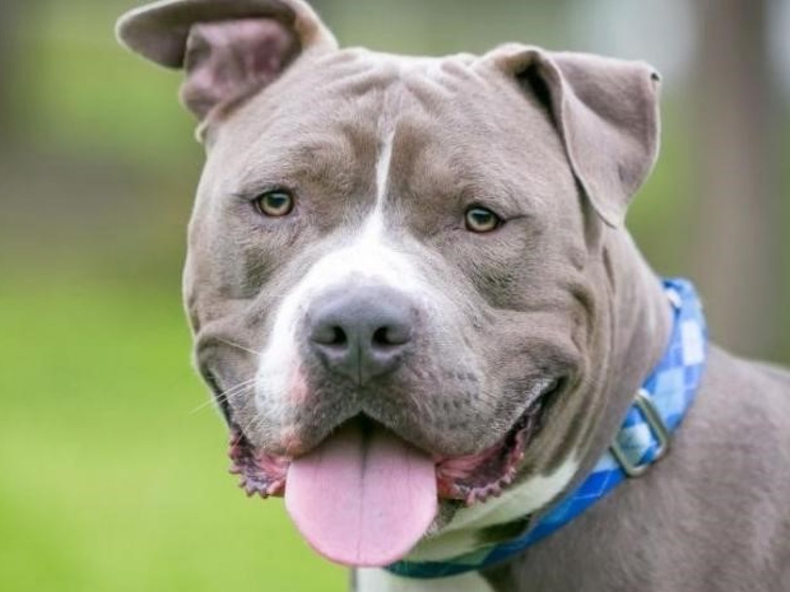 Un perro pitbull mató a un niño de tres años en Córdoba