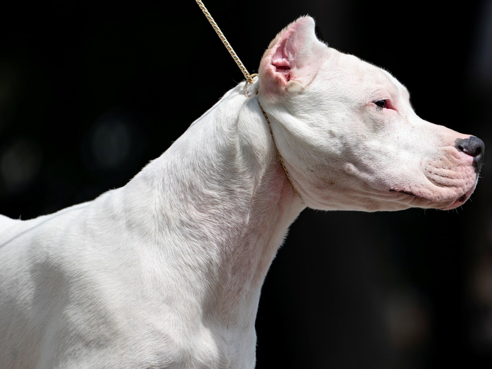 esta vez un dogo dejó a un nene de 2 años en terapia intensiva