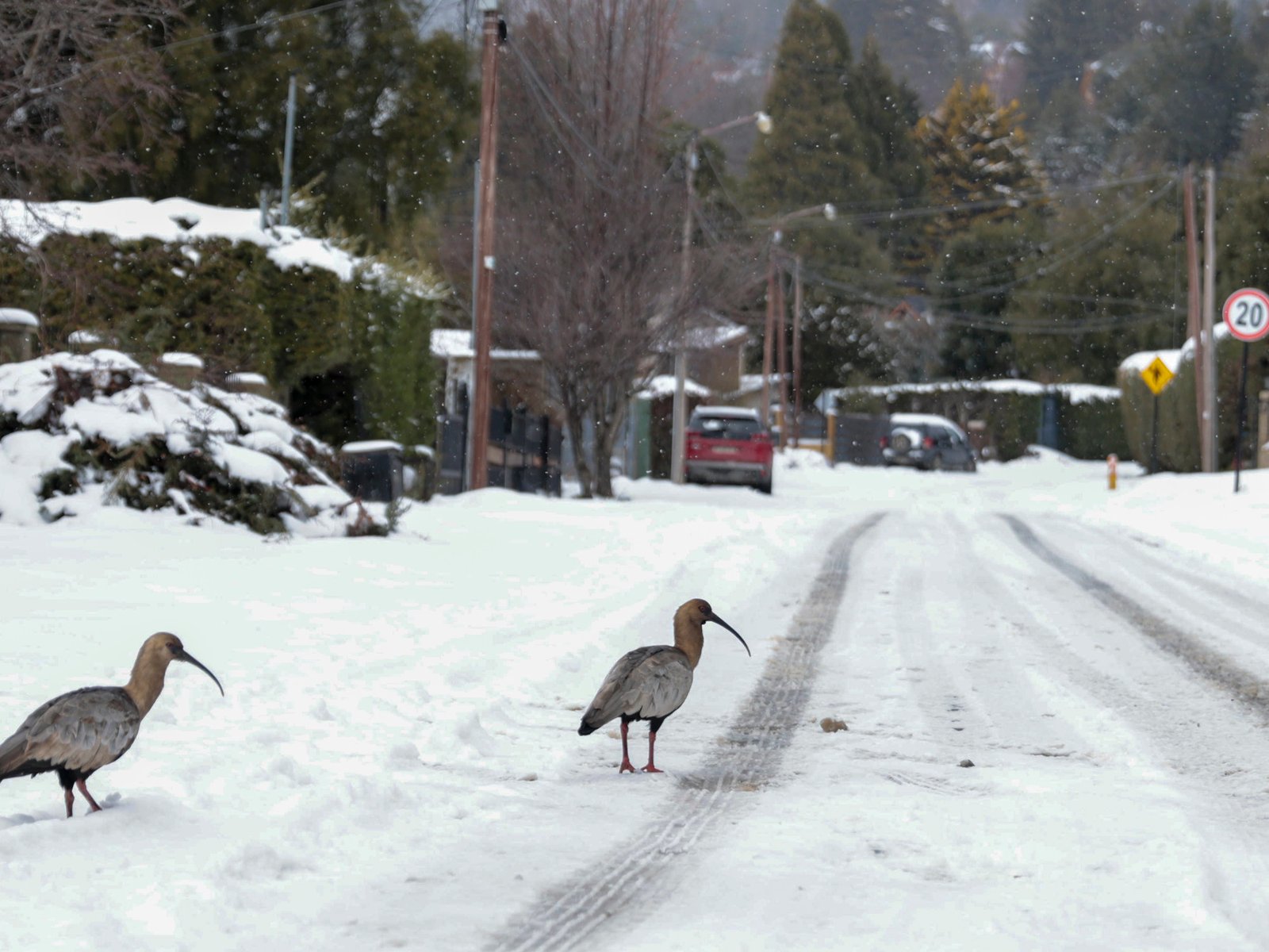 qué provincias tienen frío extremo, nevadas y vientos de hasta 100 km/h