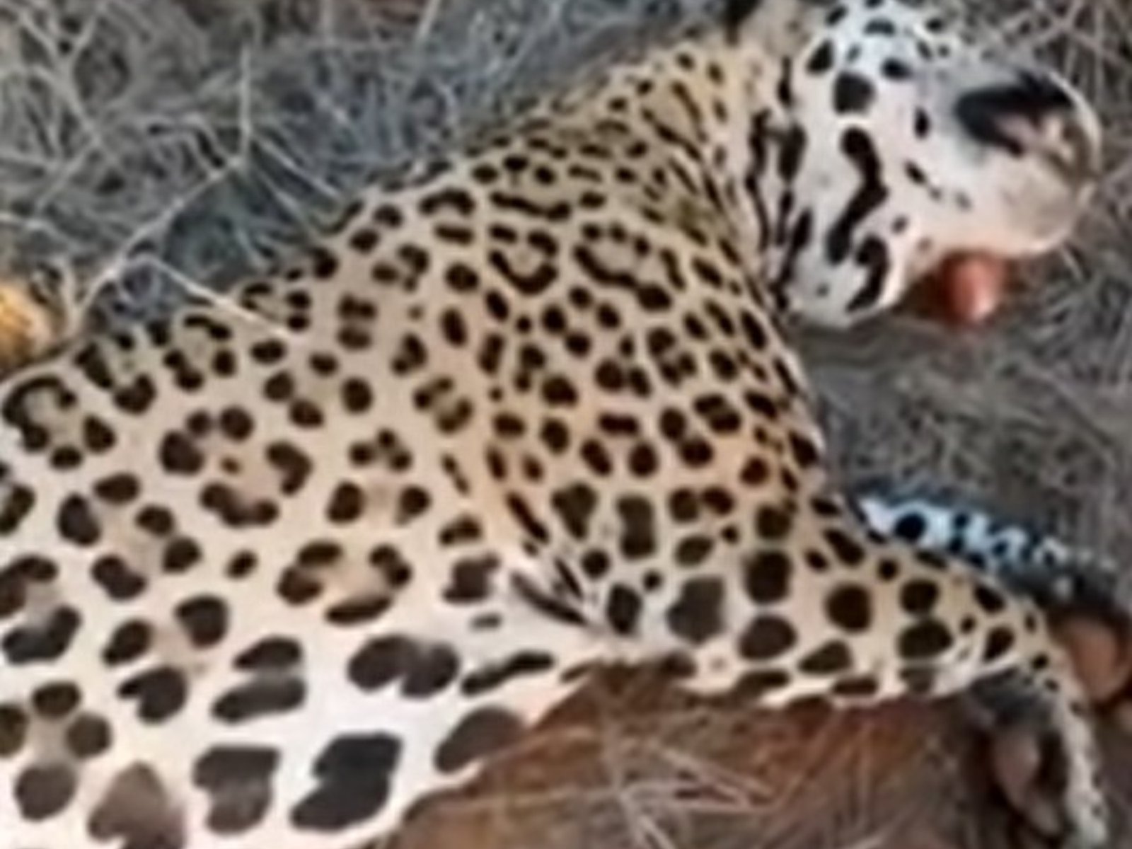 tres años de prisión en suspenso y multa millonaria para el cazador furtivo