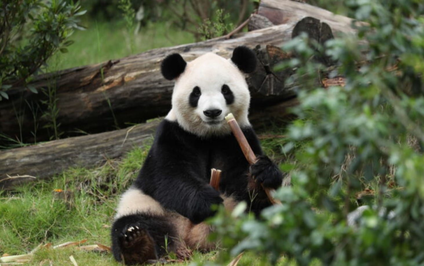 Dos pandas llegan al zoológico de Atlanta procedentes de China tras la reunión de Xi y Trump