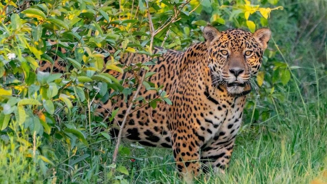 El Senado aprobó la indemnización a productores por ataques de pumas y yaguaretés en Corrientes