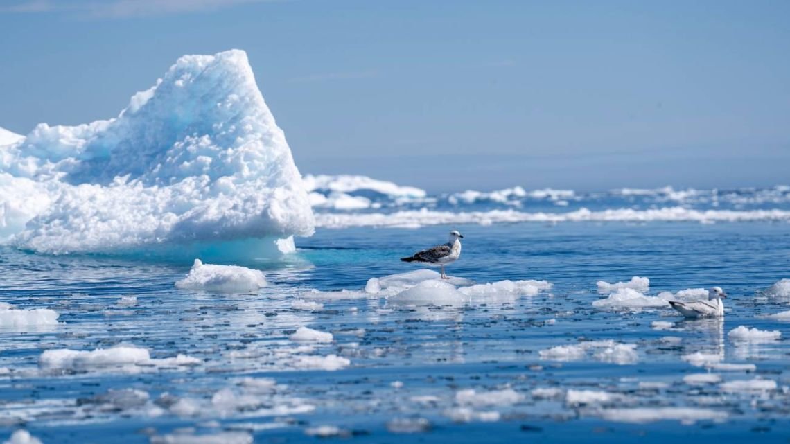El deshielo de los glaciares está creando un “círculo vicioso”, según reveló un estudio de la Universidad Ártica de Noruega