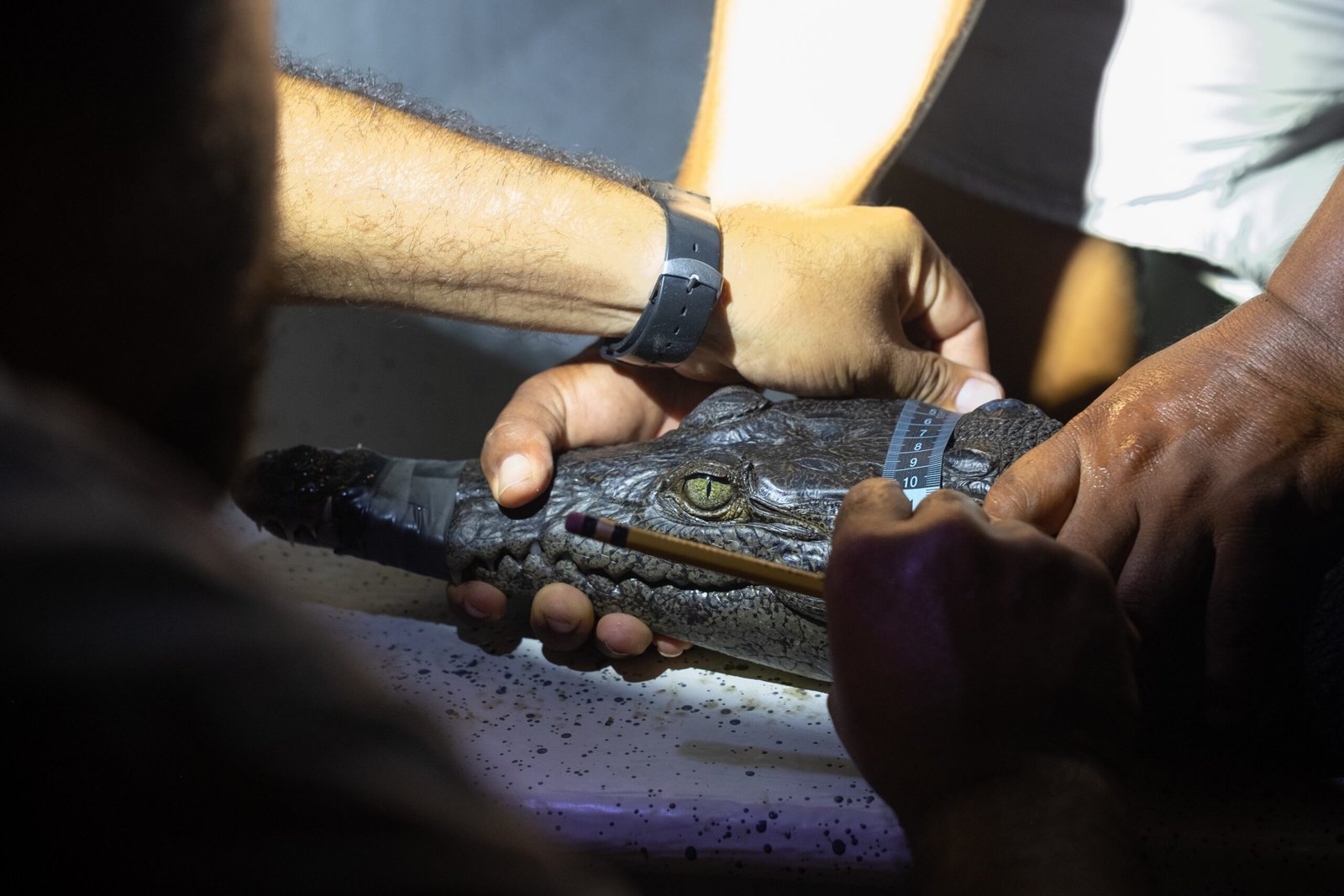 La Ventanilla, el paraíso oaxaqueño del cocodrilo americano