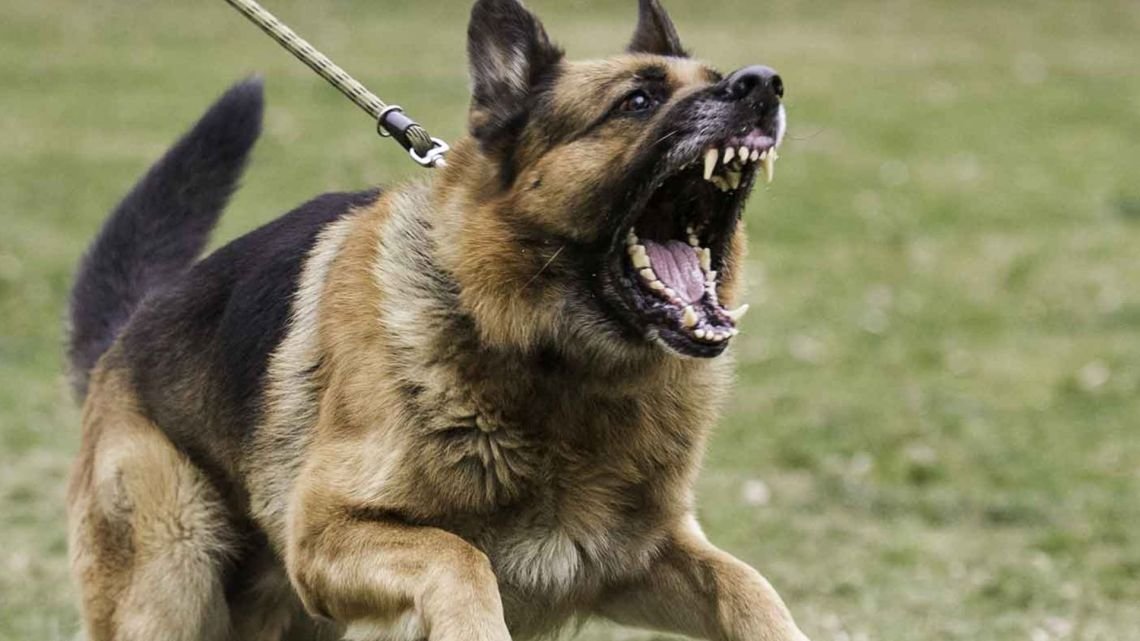 Perros peligrosos: Insisten para que la Legislatura trate por tercera vez el proyecto que prohíbe su cría y tenencia