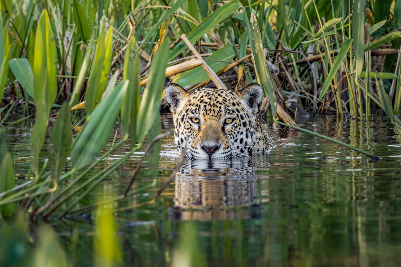 Un proyecto busca proteger más de 2.000 kilómetros de río para que la fauna nativa vuelva a recorrer Sudamérica