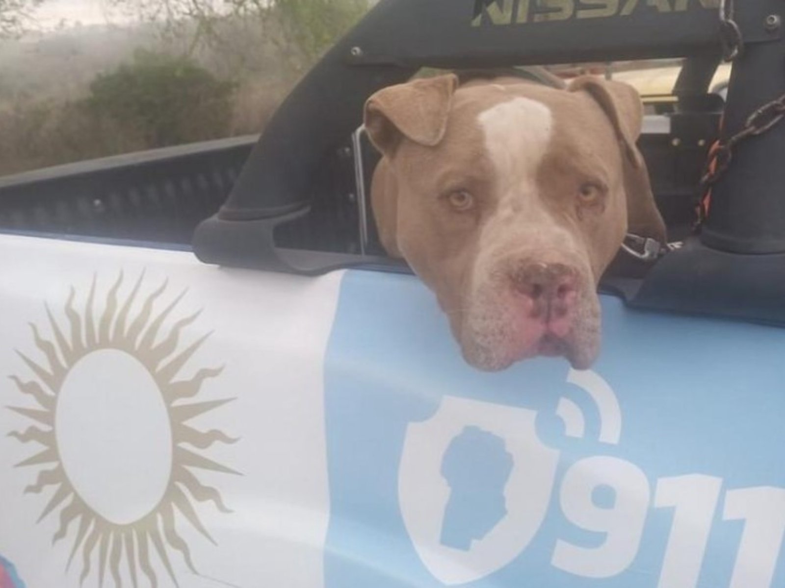 dos niños murieron en Córdoba tras ser mordidos por un pitbull y un par de dogos