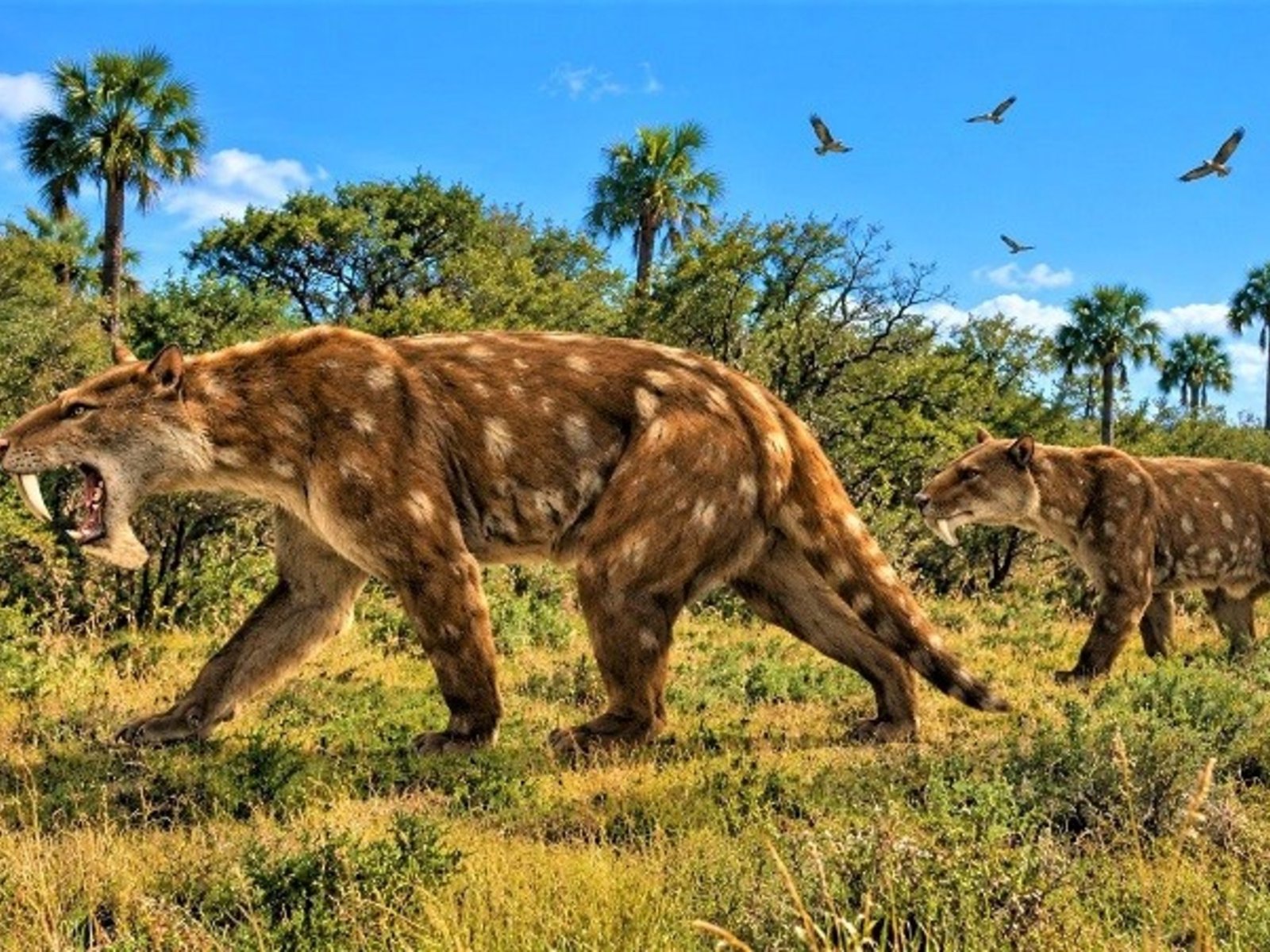 hallan una nueva especie fósil de un marsupial "dientes de sable" de hace 2 millones de años