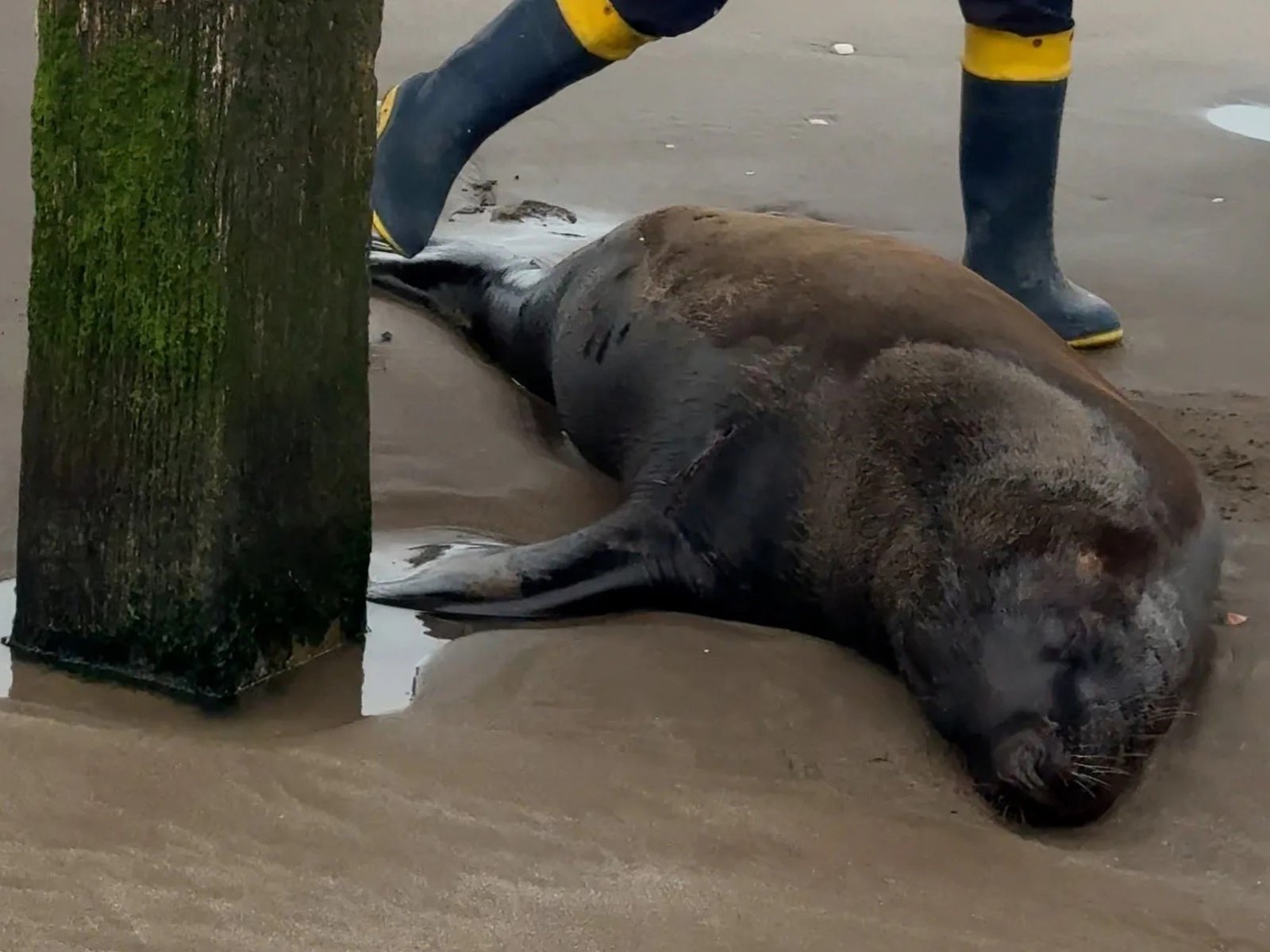 investigan si fue atacado por pescadores para ahuyentarlo