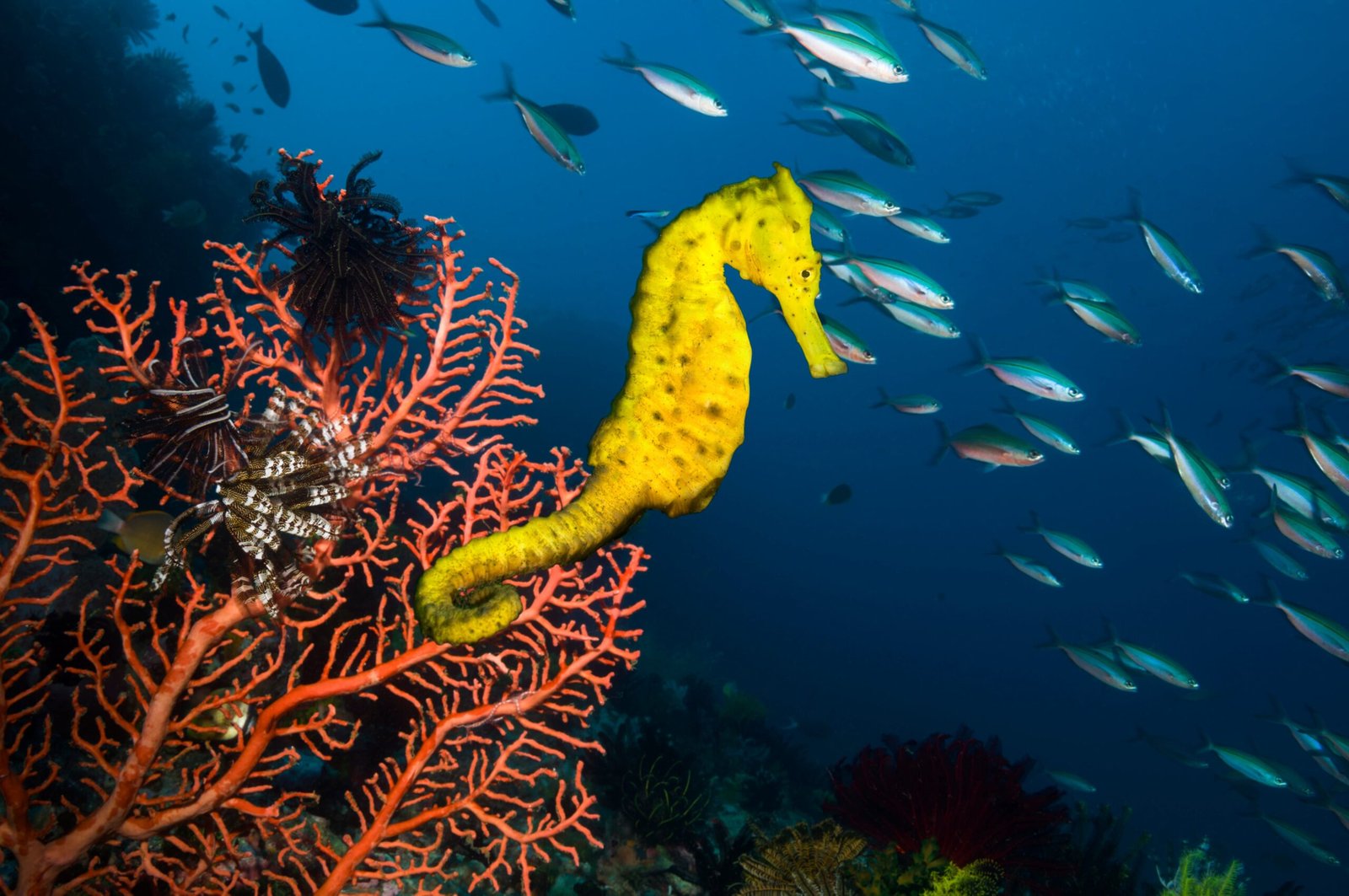 37 millones de caballitos de mar al año: el comercio de vida silvestre es mucho mayor de lo que se creía