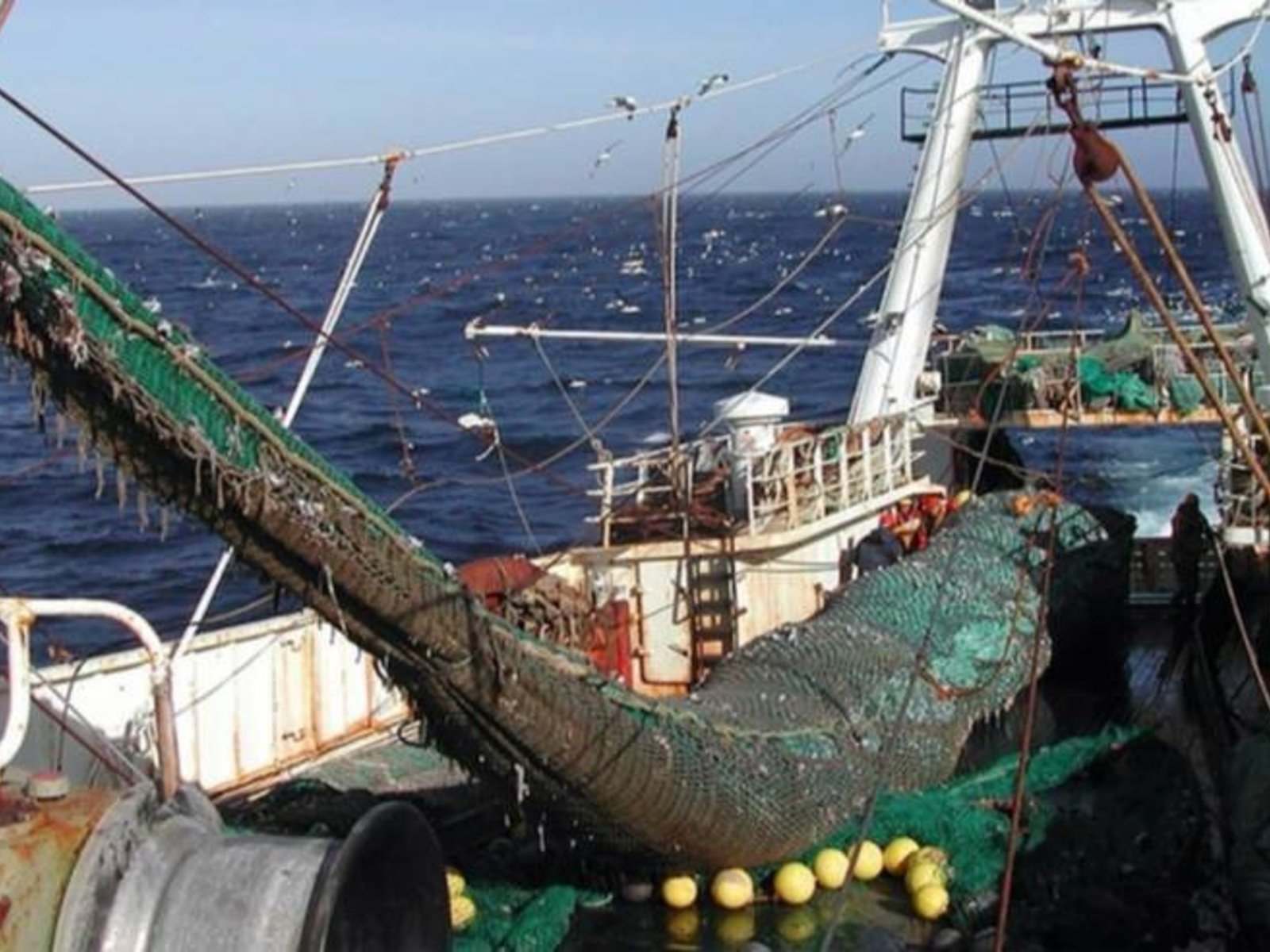 Cómo la harina de pescado impulsa la acuicultura global y traslada la contaminación y la sobreexplotación a comunidades costeras
