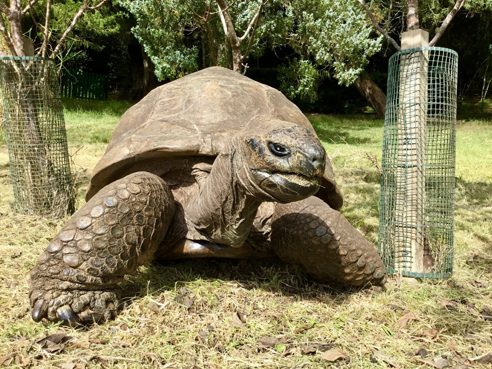 La tortuga ‘Jonathan’ tiene 194 años y en sus genes se esconden los secretos de la longevidad