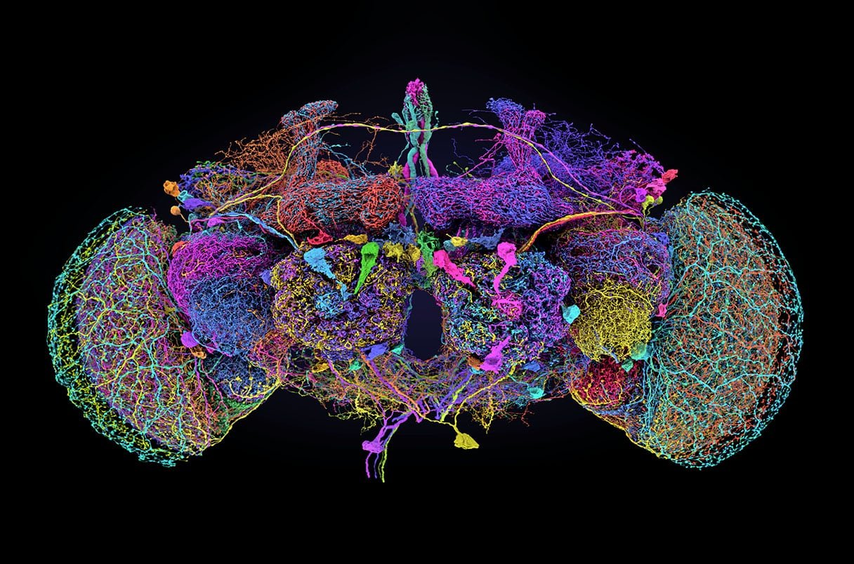 Mapa del cerebro de una mosca de la fruta.