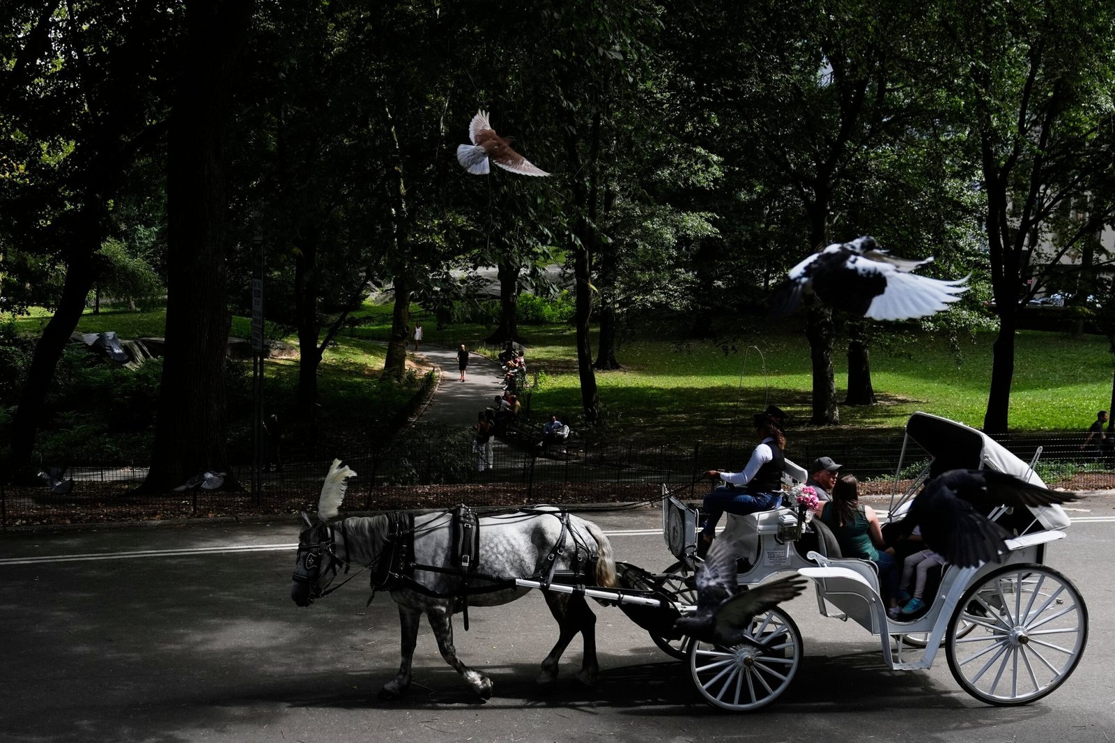 Nueva York plantea retirar los tradicionales carruajes tirados por caballos de Central Park para 2028