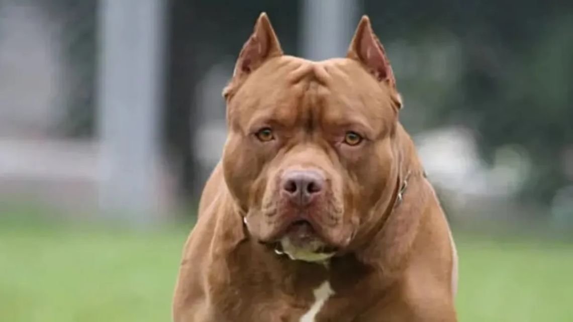 Un pitbull mató a un nene de 4 años en Moreno y detuvieron a su madrina
