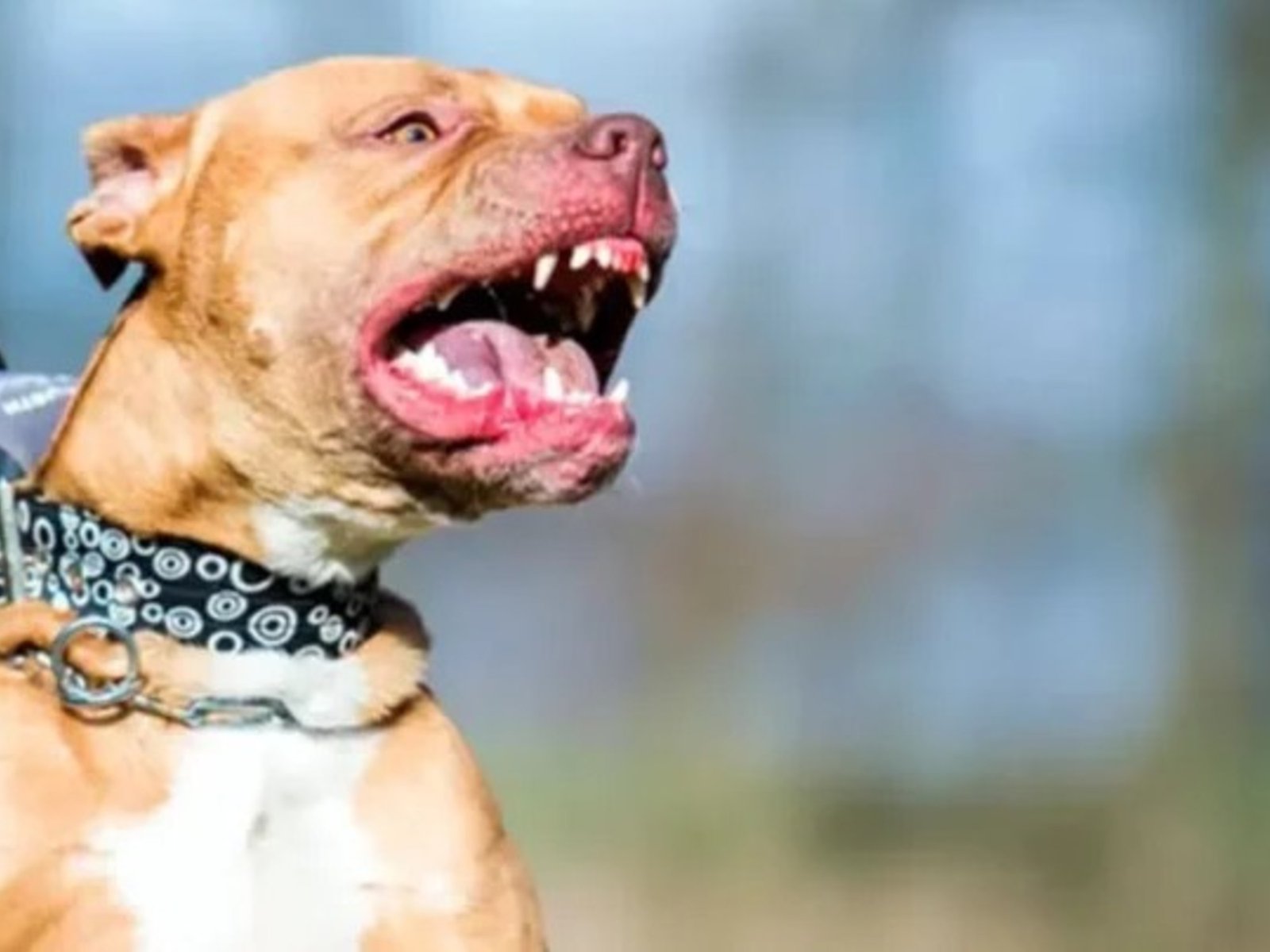 un perro pitbull mató a un nene de 4 años y detuvieron a su madrina que estaba a cargo